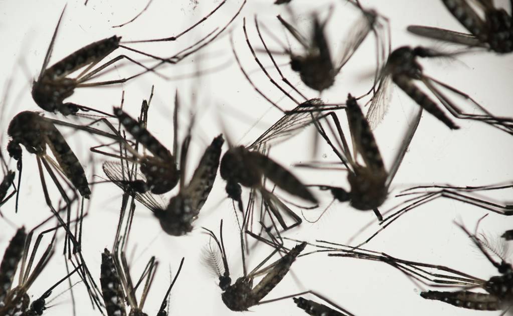 Mexicano crea método barato que reduciría el zika