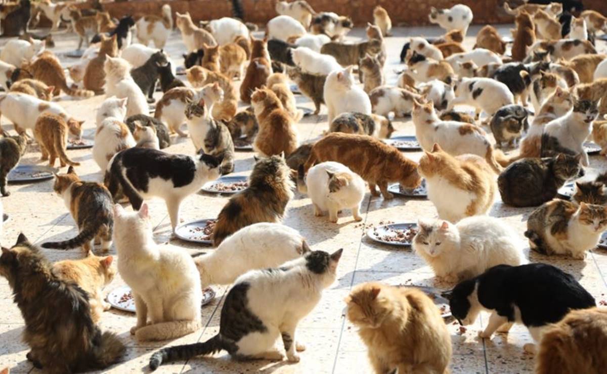 Santuario de gatitos rescata animales sin hogar ni familia por terremotos en Siria