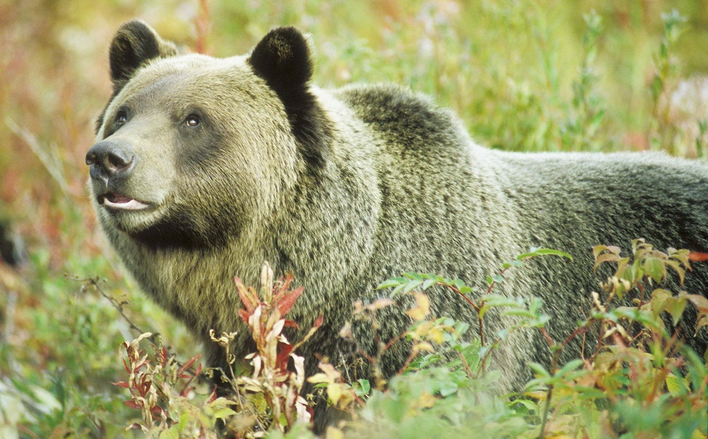 Juez bloquea cacería de osos grizzly en Montañas Rocosas de EU