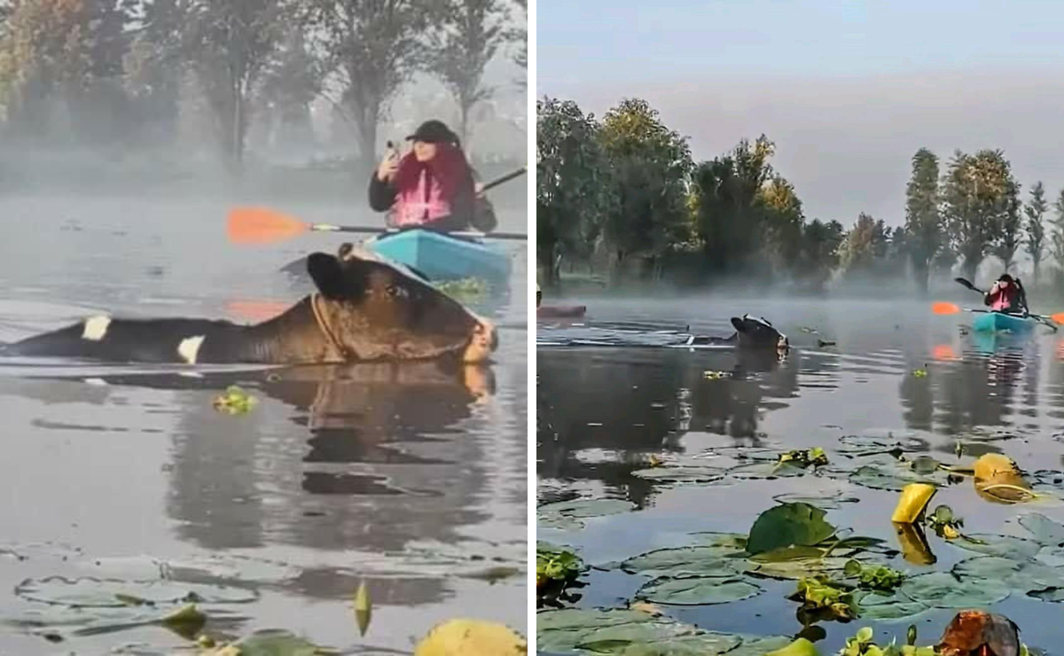 ¿Vaquitas marinas? Sorprende aparición de vacas nadando en canales de Xochimilco y video se viraliza