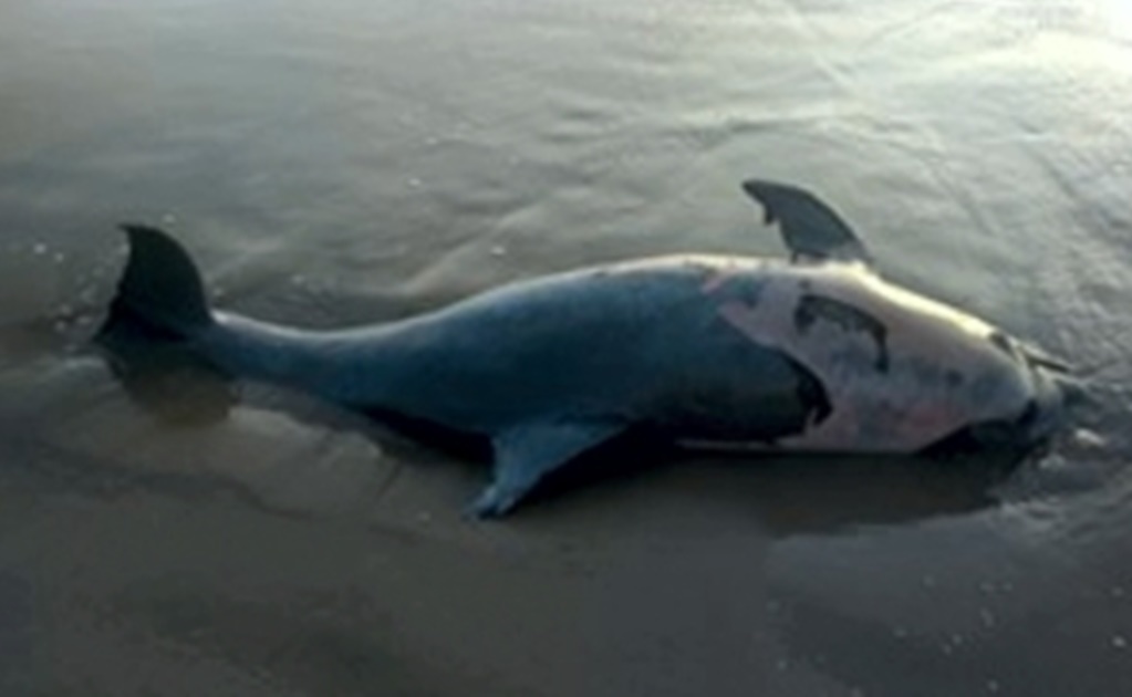 Profepa atiende hallazgo de delfín muerto en Madero, Tamaulipas