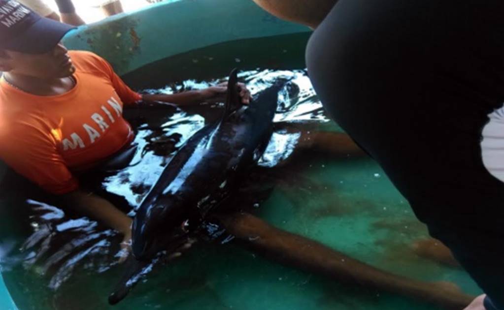 Rescatan y liberan a delfín varado en playas de Michoacán