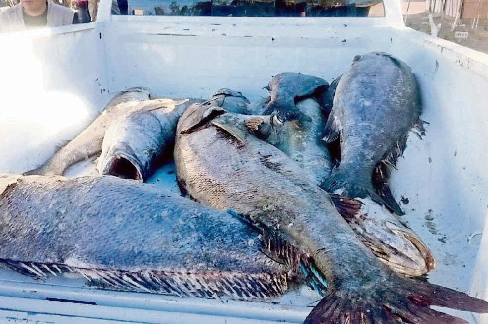 Destaca Profepa lucha contra el tráfico ilegal de totoaba