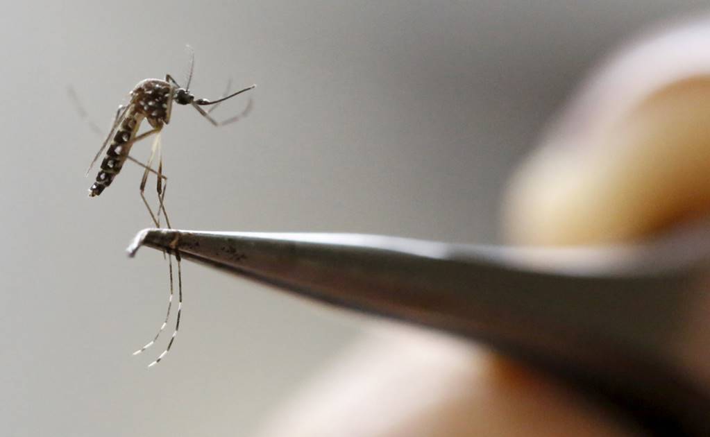 OPS destinará 8.5 mdd a países afectados por zika