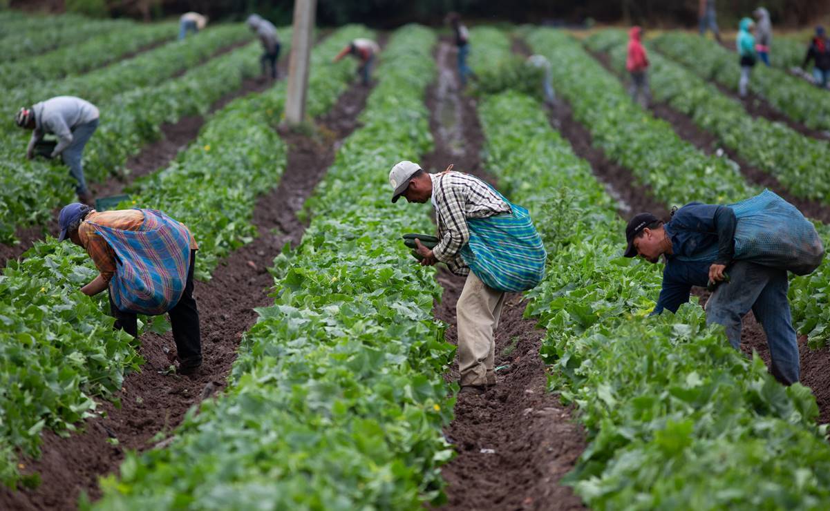 Exportaciones del campo tienen mejor resultado en 6 años