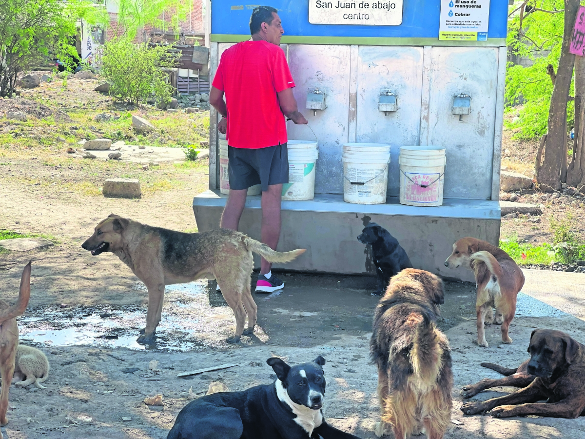 "Hay que pensar en ellos": Juan dedica sus ventas de aguacate al rescate animal