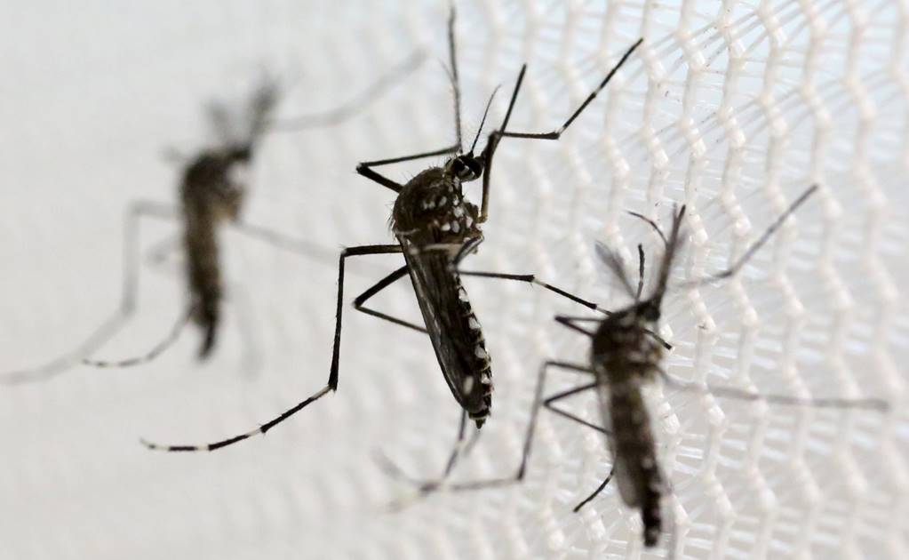 Tailandia confirma primer brote de zika en el país