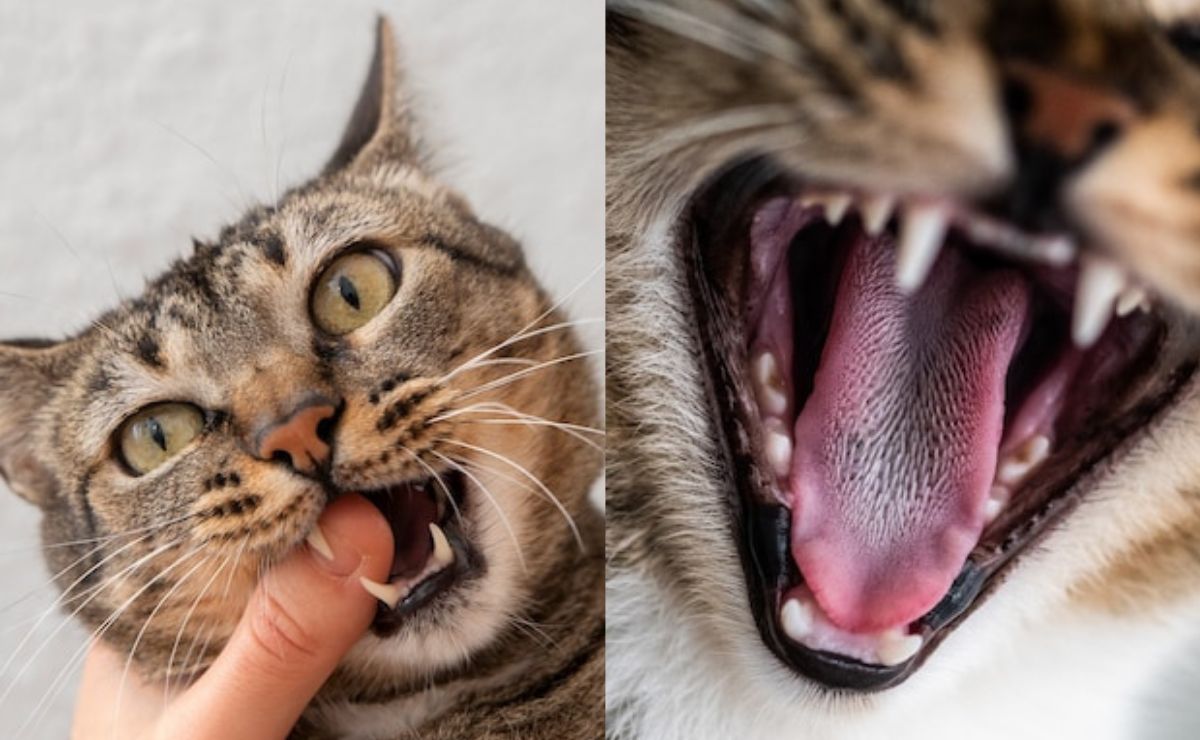 Estos son los remedios caseros para curar la gingivitis en gatos, según especialista