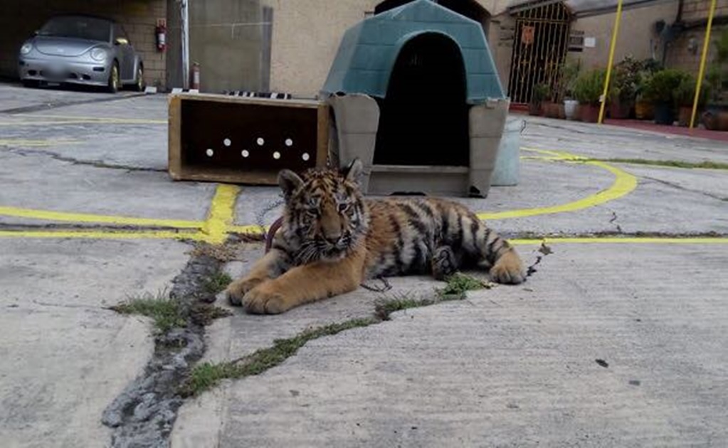 Profepa asegura cachorro de tigre en restaurante de Iztapalapa
