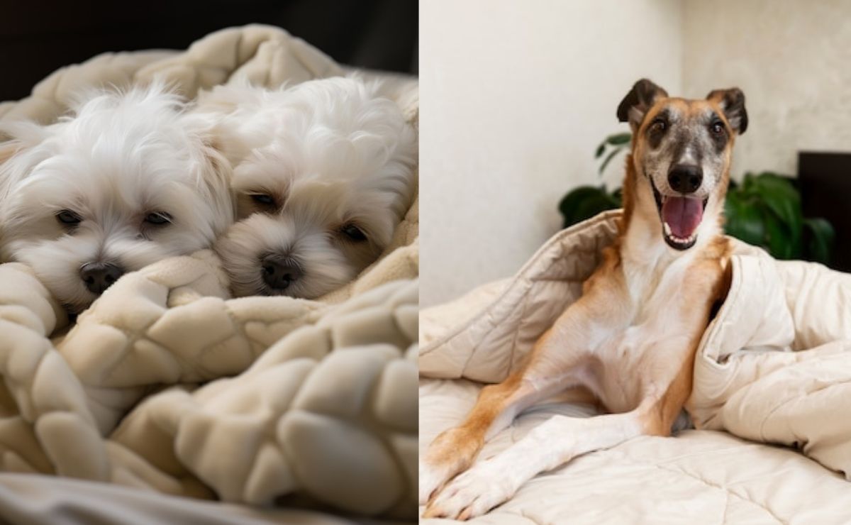 Esta es la razón por la que los perros rascan la cama, según psicóloga canina