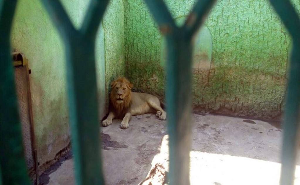 Decomisan 49 animales de zoológico en Michoacán