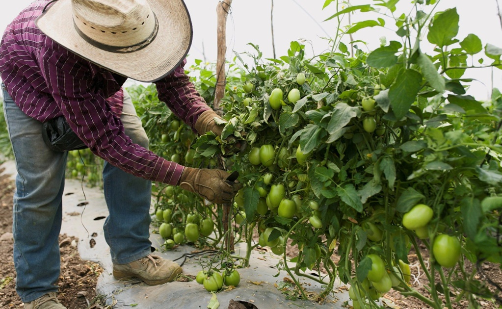 UNAM scientists create fertilizer to protect tomato crops
