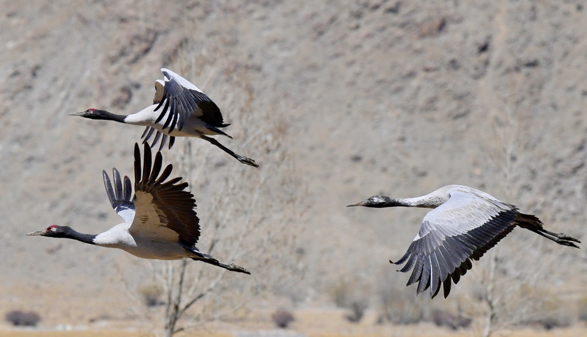 Estudio revela que las aves también hacen tríos