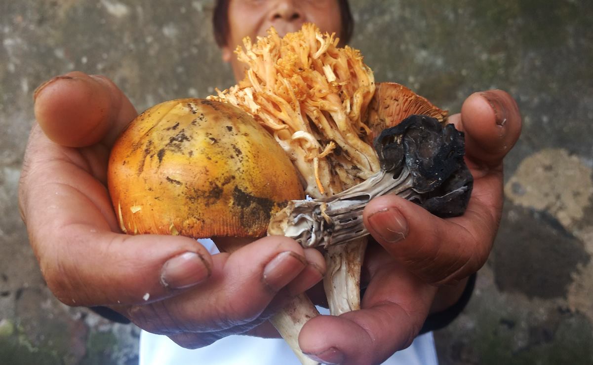 Lánzate a la mixteca oaxaqueña a recolectar hongos