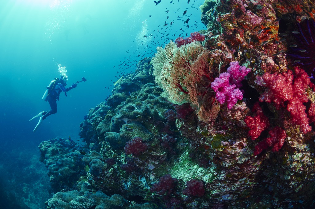 Crean laboratorio en el Caribe para rescatar especies de corales
