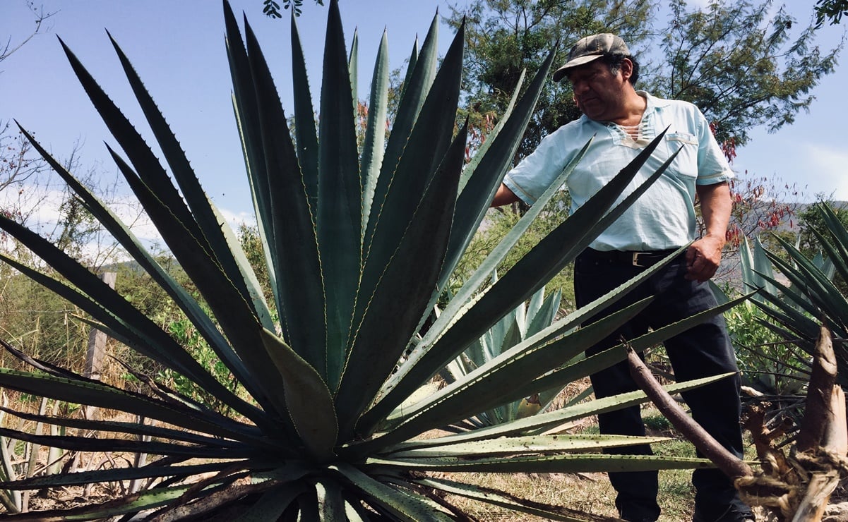 Conoce las amenazas que enfrentan los agaves mexicanos 