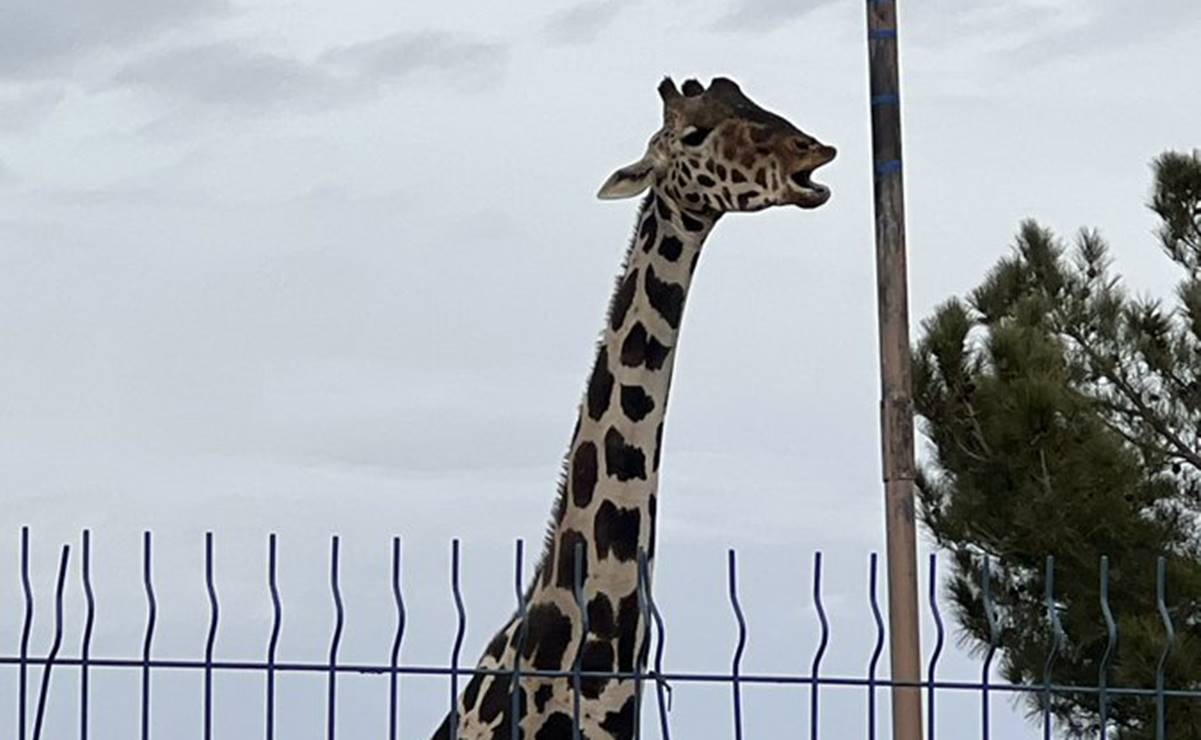 ¡La espera terminó! Alistan últimos detalles para el traslado de la jirafa "Benito" a Puebla 