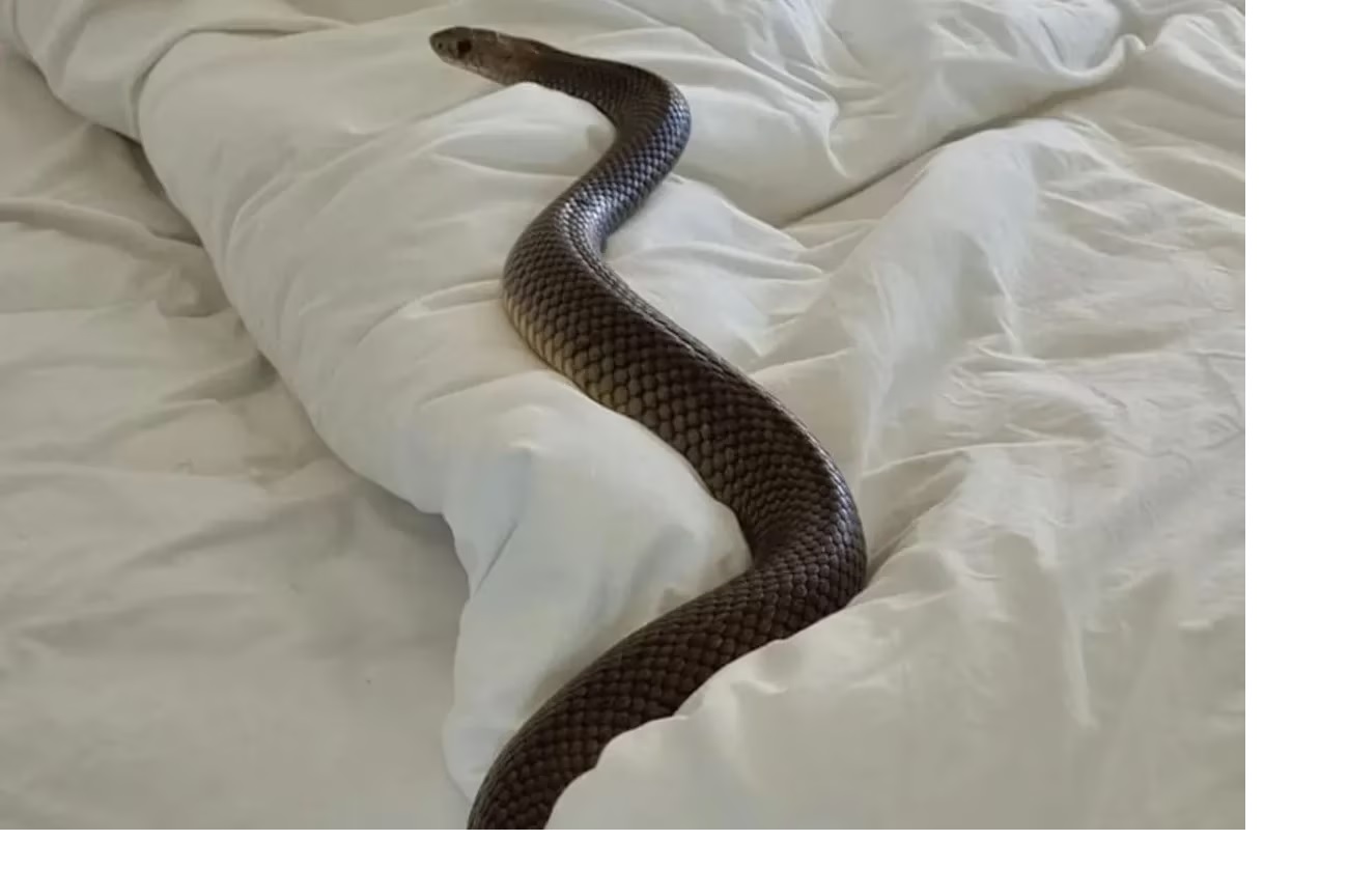 Encontró una serpiente de dos metros en su cama y se llevó el susto de su vida: “Nunca más volveré a dormir”