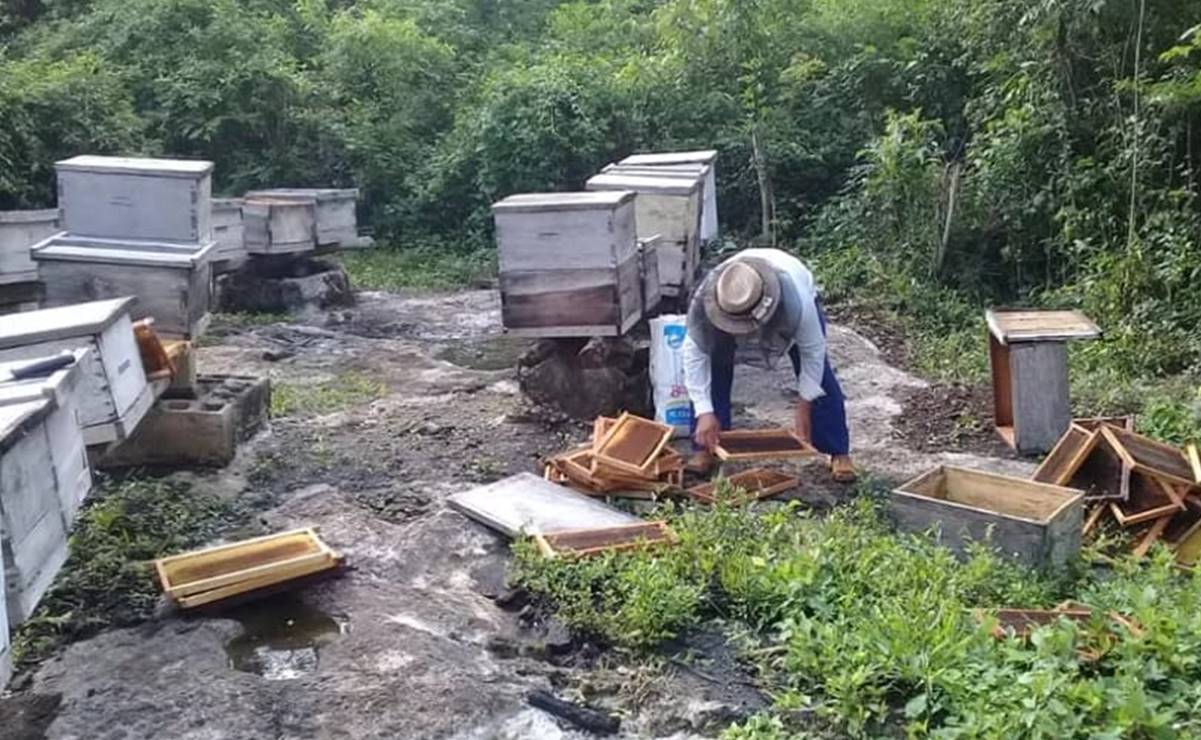 Lluvias dañan 50% de las colmenas en Yucatán