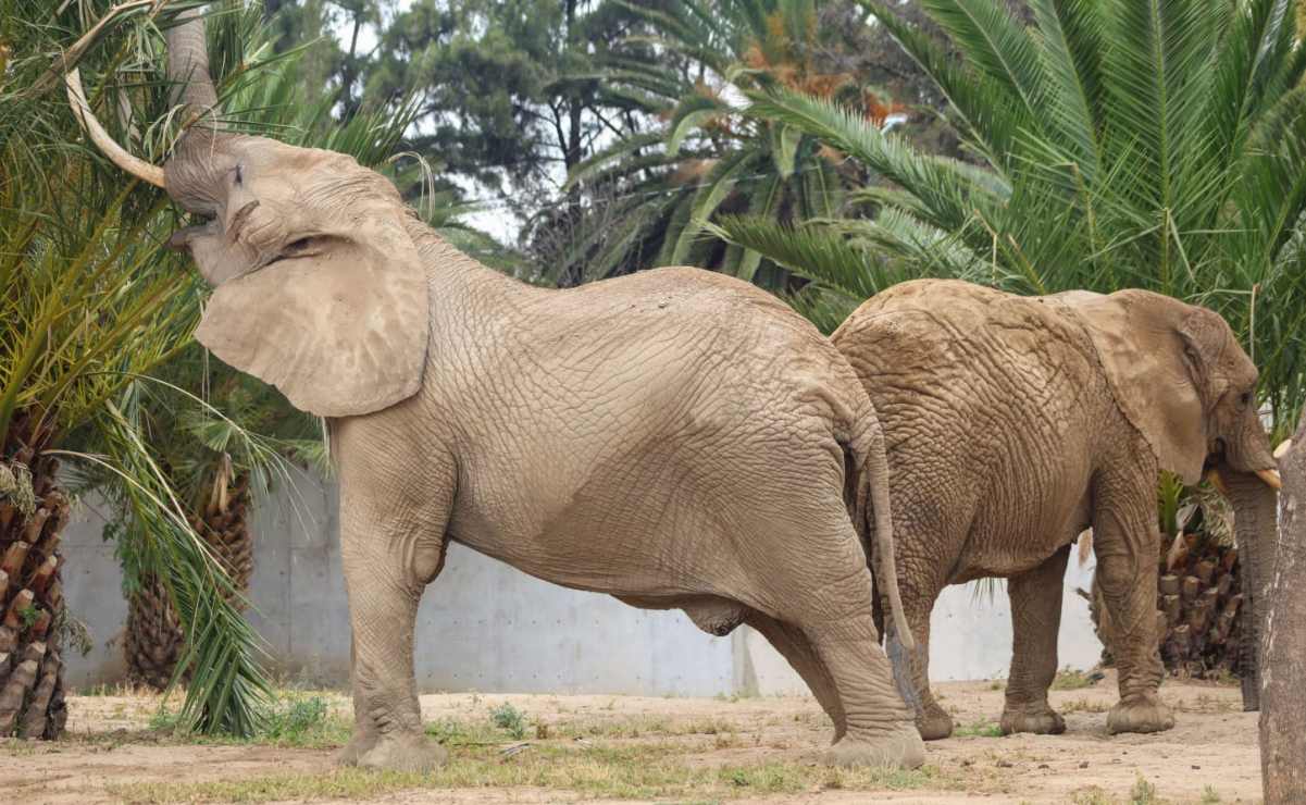 Elefantas Ely y Gipsy; Sedema celebra su integración con éxito en el zoológico de San Juan de Aragón