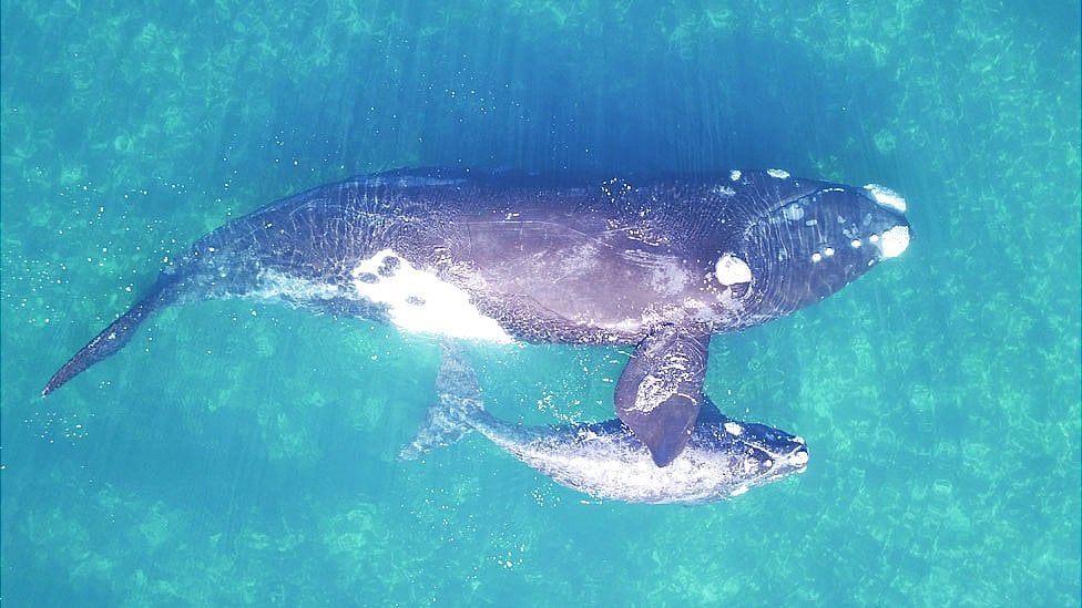 Ballenas: Cómo se las ingenian para pesar a los animales más grandes de la Tierra