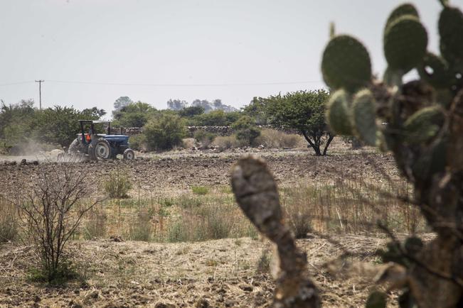 Humedad afecta 50% de cultivos de temporada 