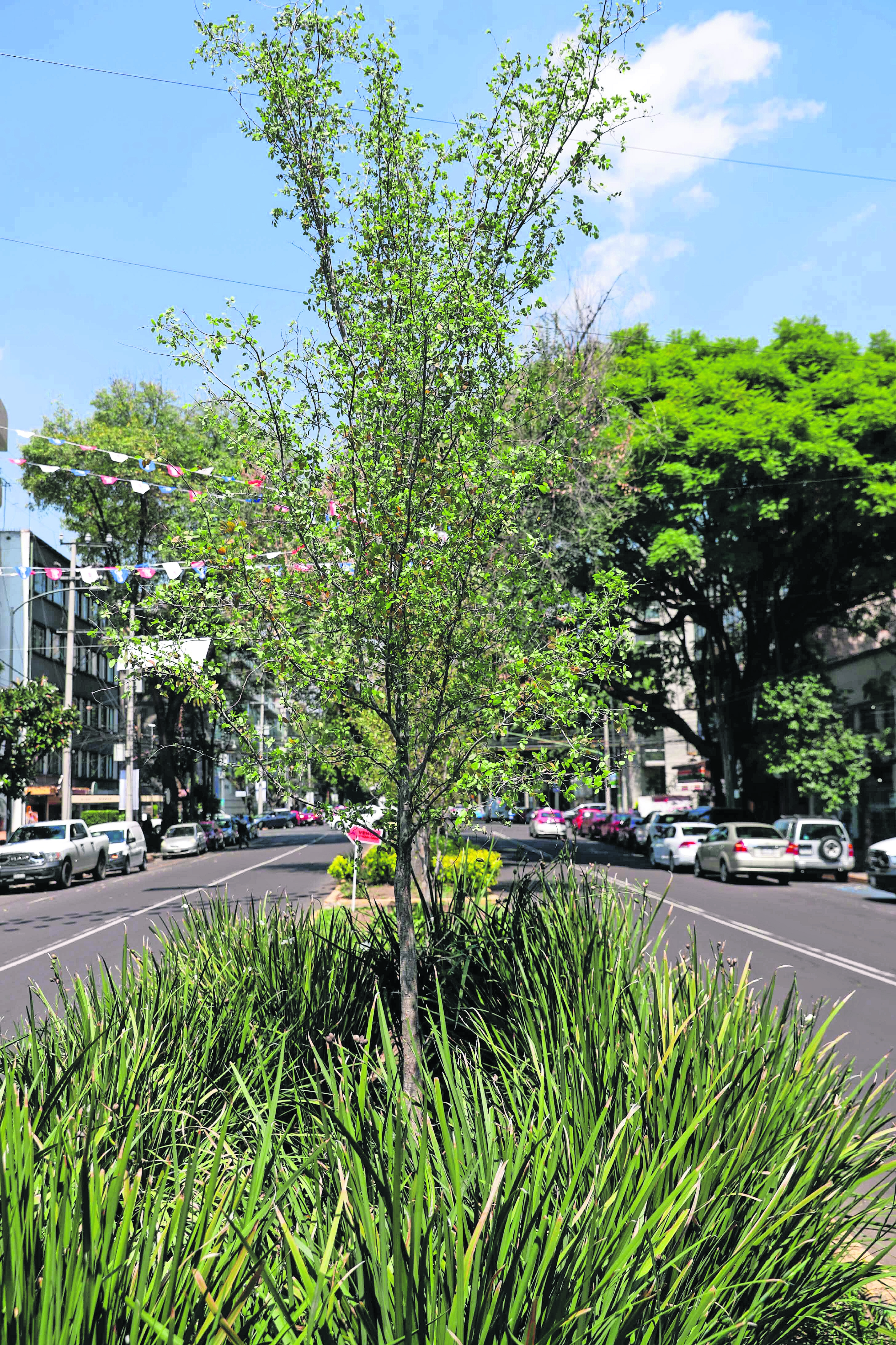 Plantan más de 220 árboles en CDMX para sustituir palmeras enfermas