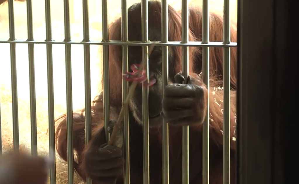 Video. Orangután en zoológico de Viena juega con un spinner