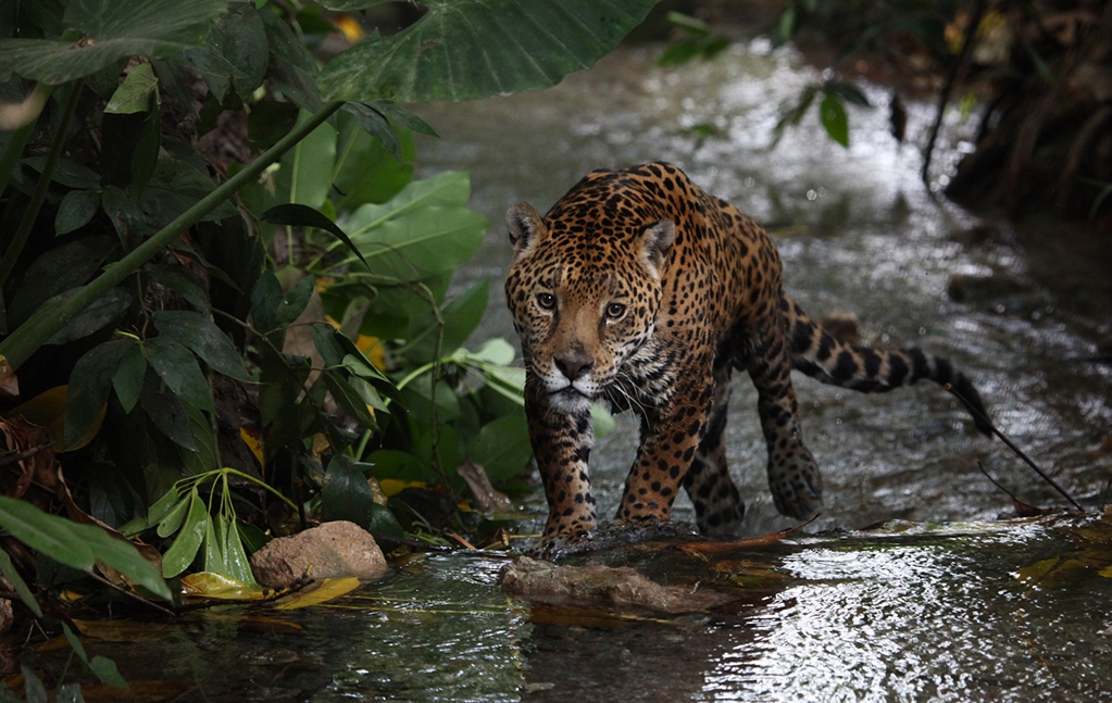 Aumenta 10% la población de jaguar en México
