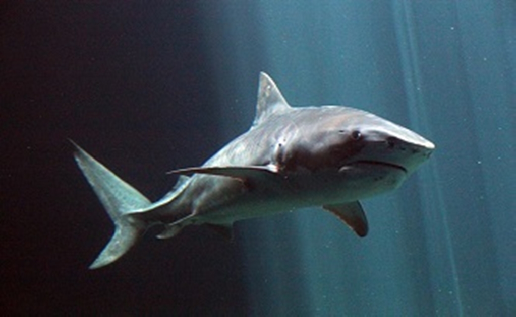 Mujer ve cuando tiburón mata a su padre en Australia
