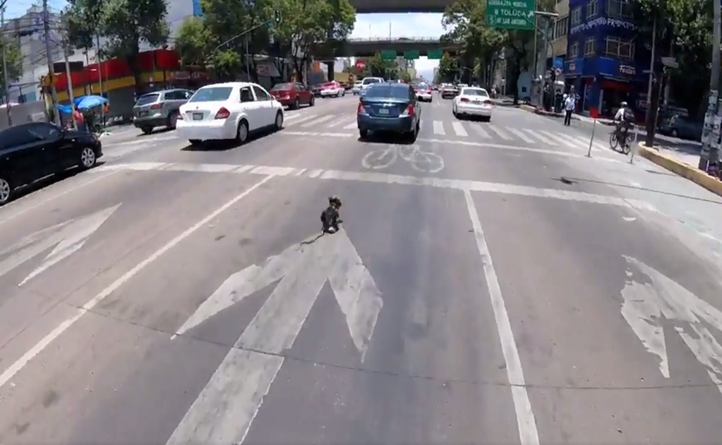 Volaris premia a ciclista que salvó a perro en Av. Revolución
