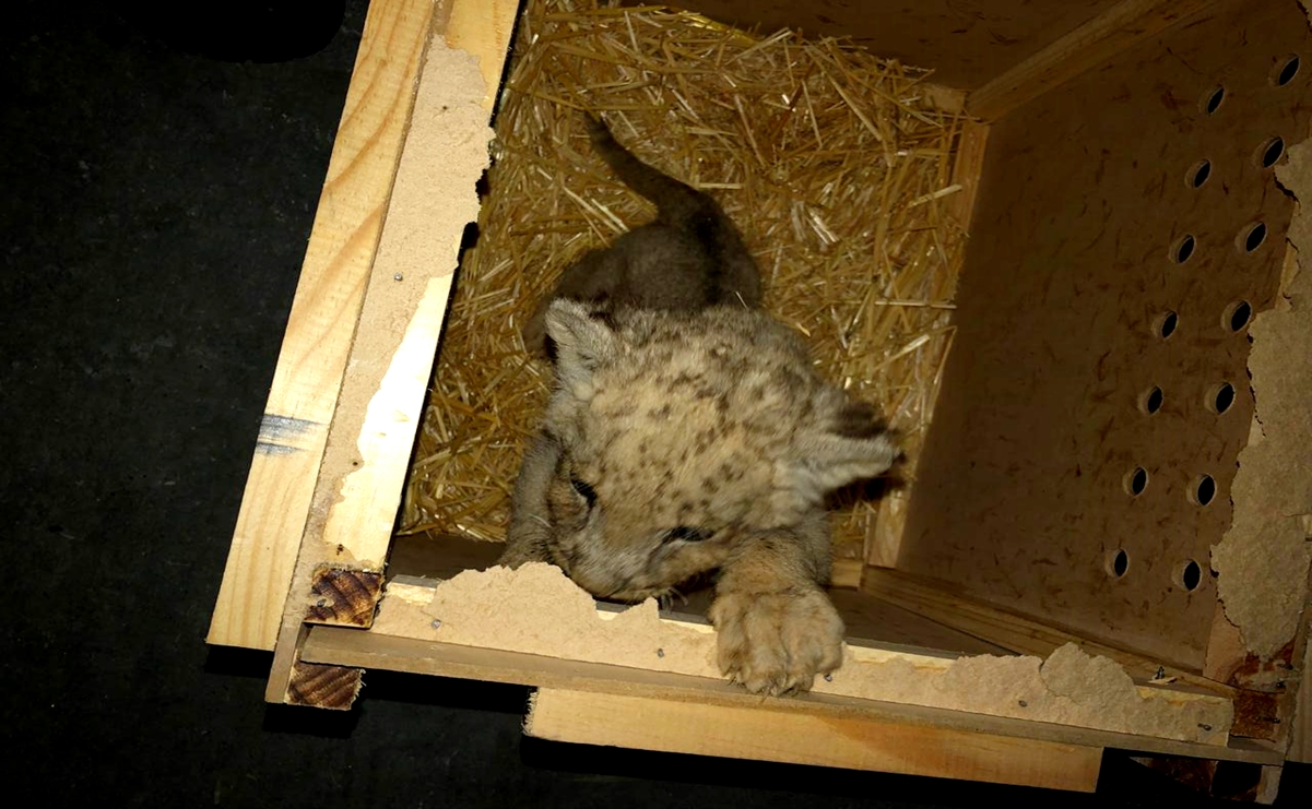 Guardia Nacional rescata a cachorro de León africano en paquetería de Tijuana