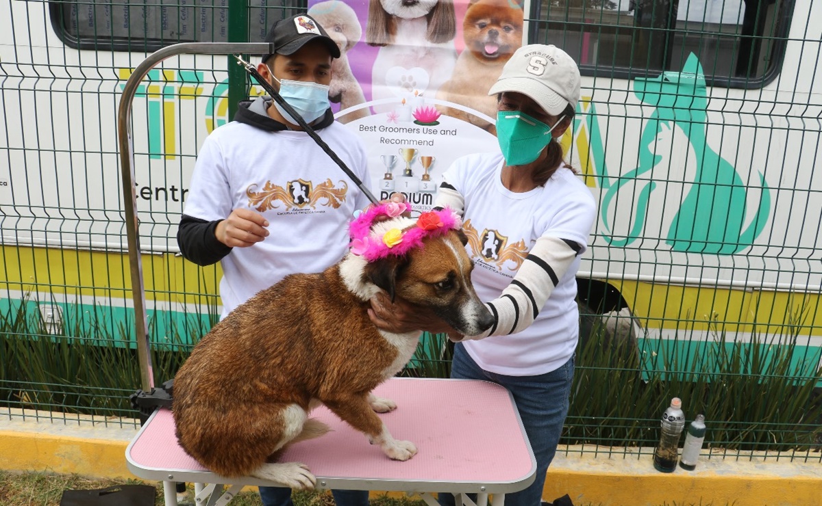 Programa de adopción canina en Toluca: “no compres uno de raza, adopta uno sin casa”