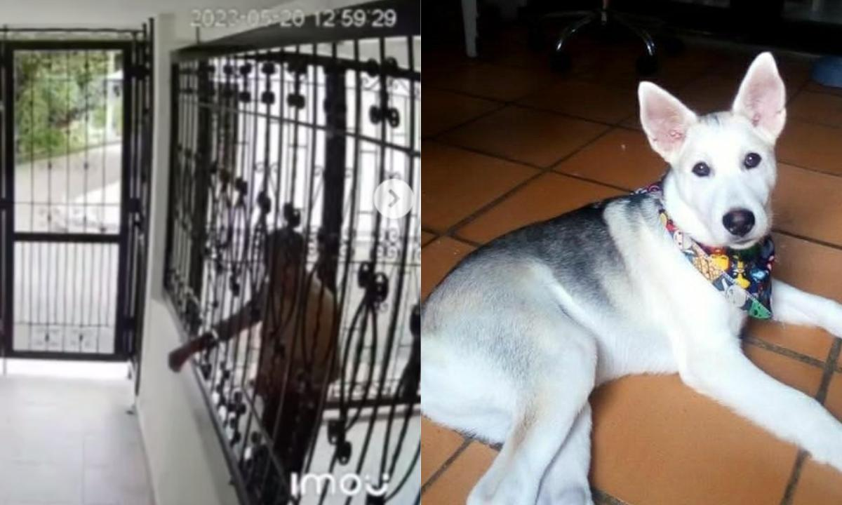 Indignante: hombre de 80 años envenenó al perro de su vecino en Colombia; dueños toman medidas