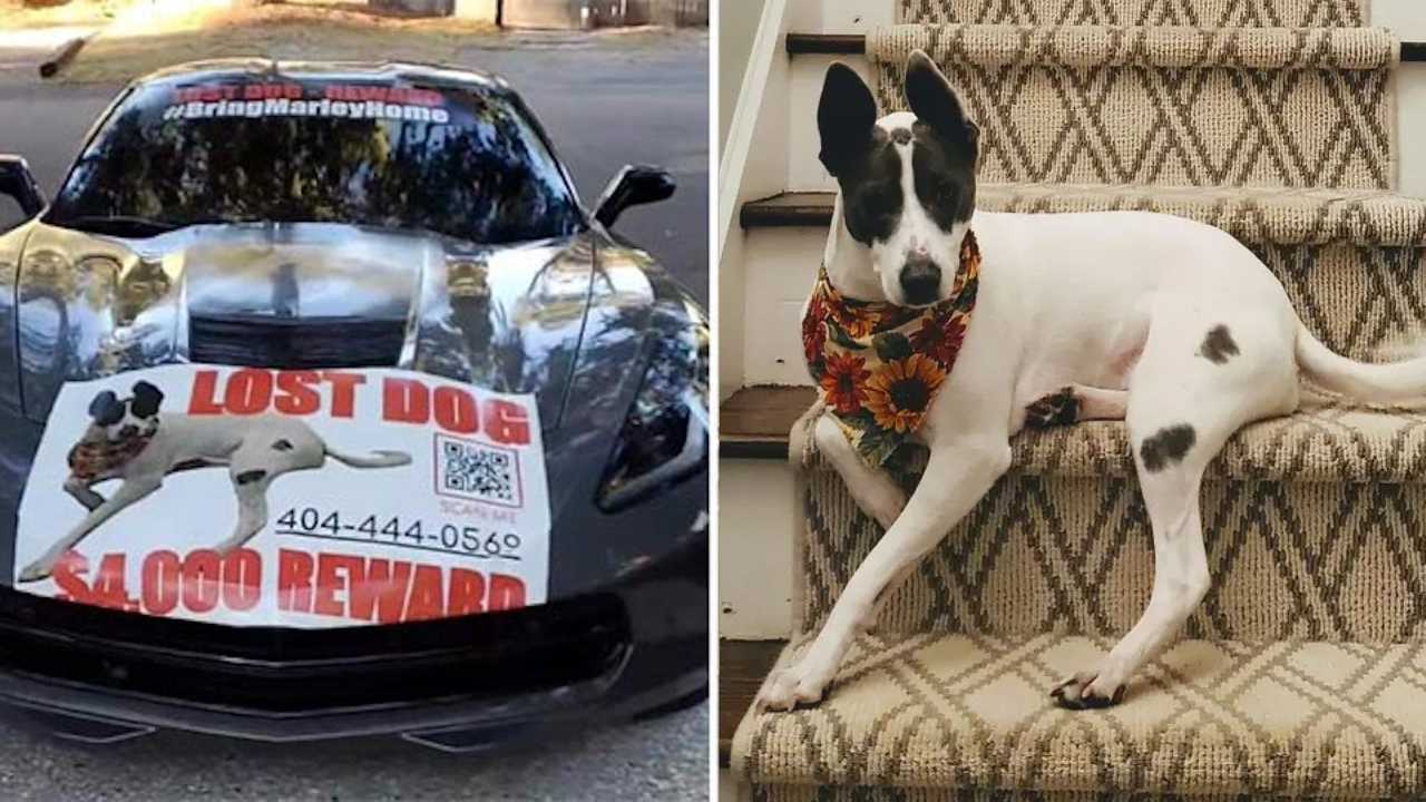 Familia ofrece Corvette como recompensa por encontrar a su perro perdido