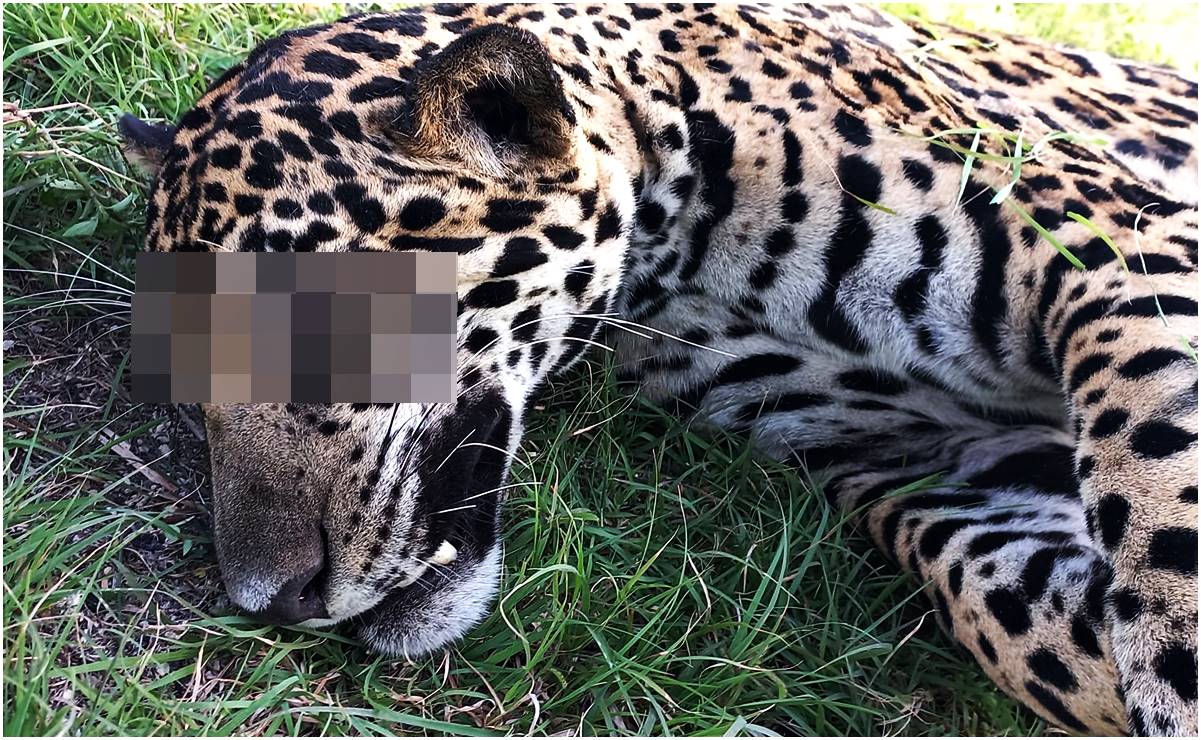 Atropellan a jaguar en la carretera Cancún-Chetumal; sujetos intentan robar su cádaver
