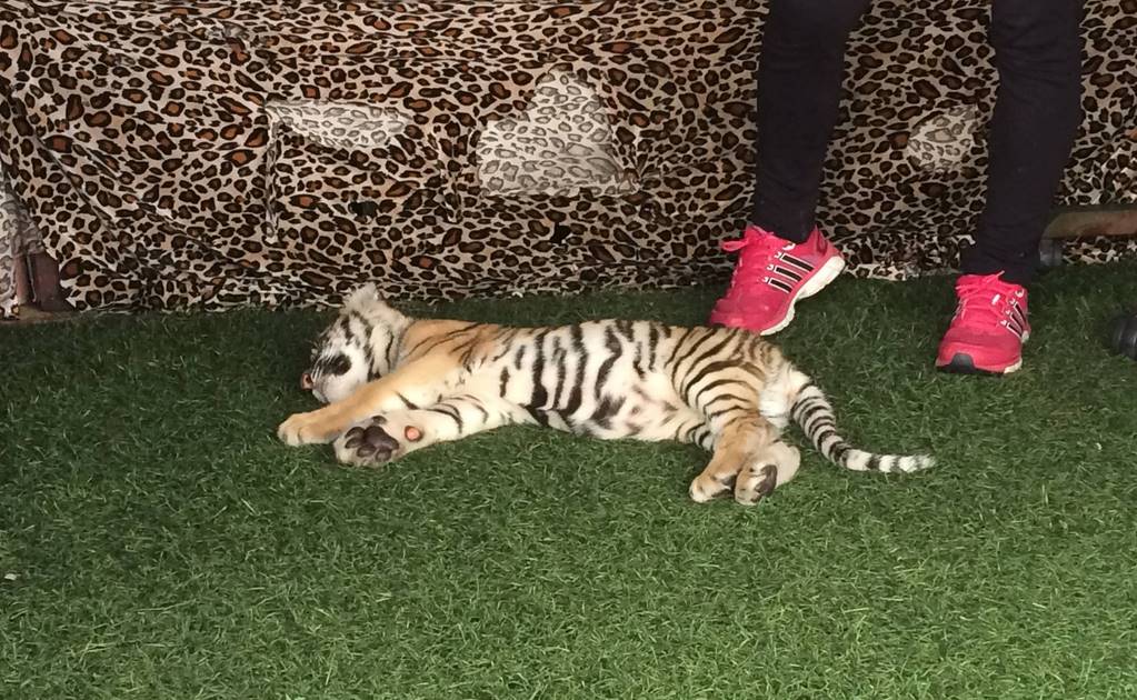 Aseguran cachorro de tigre sometido a largas sesiones de foto