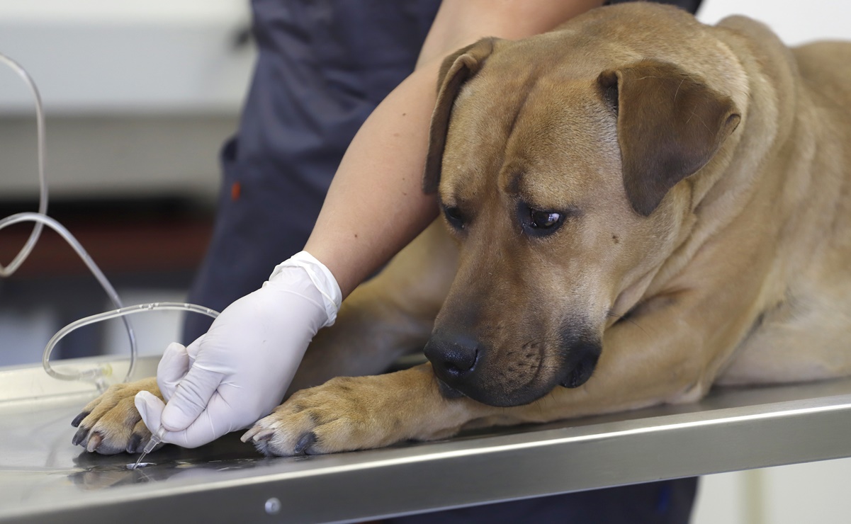 ¿Cuál es tu veterinario más cercano? CDMX lanza micrositio por Covid-19