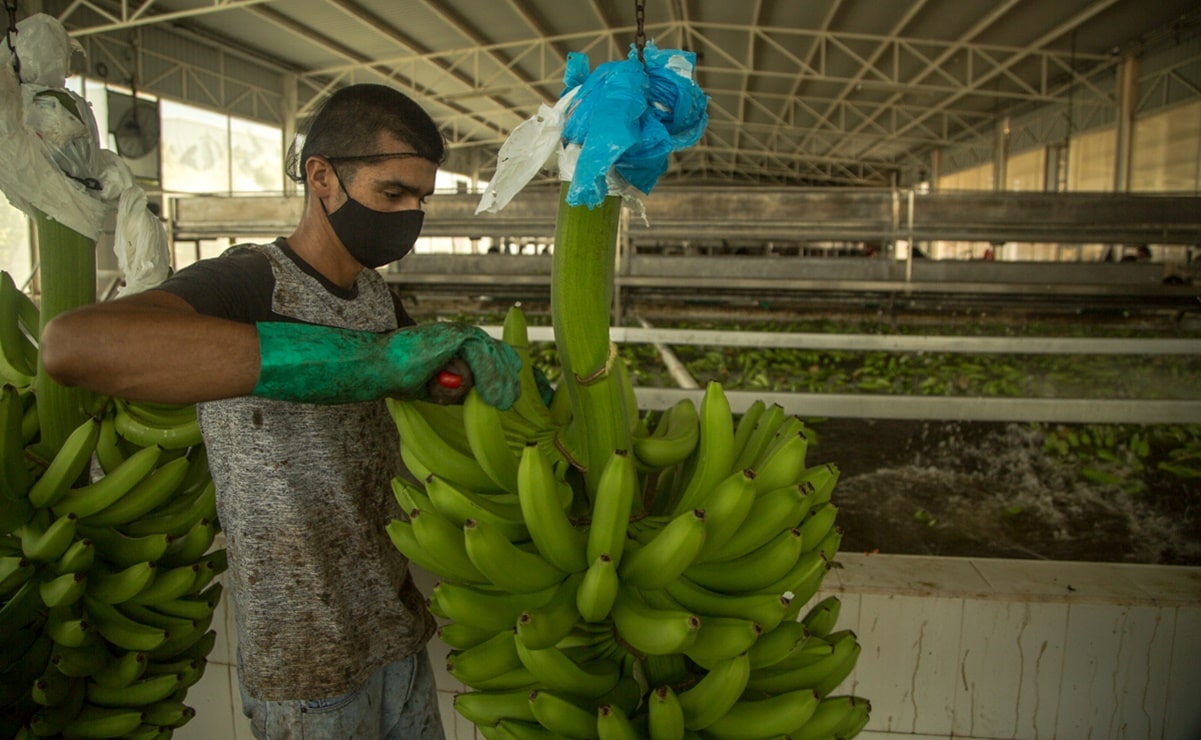 Michoacán, una comunidad en armas para plantar plátanos