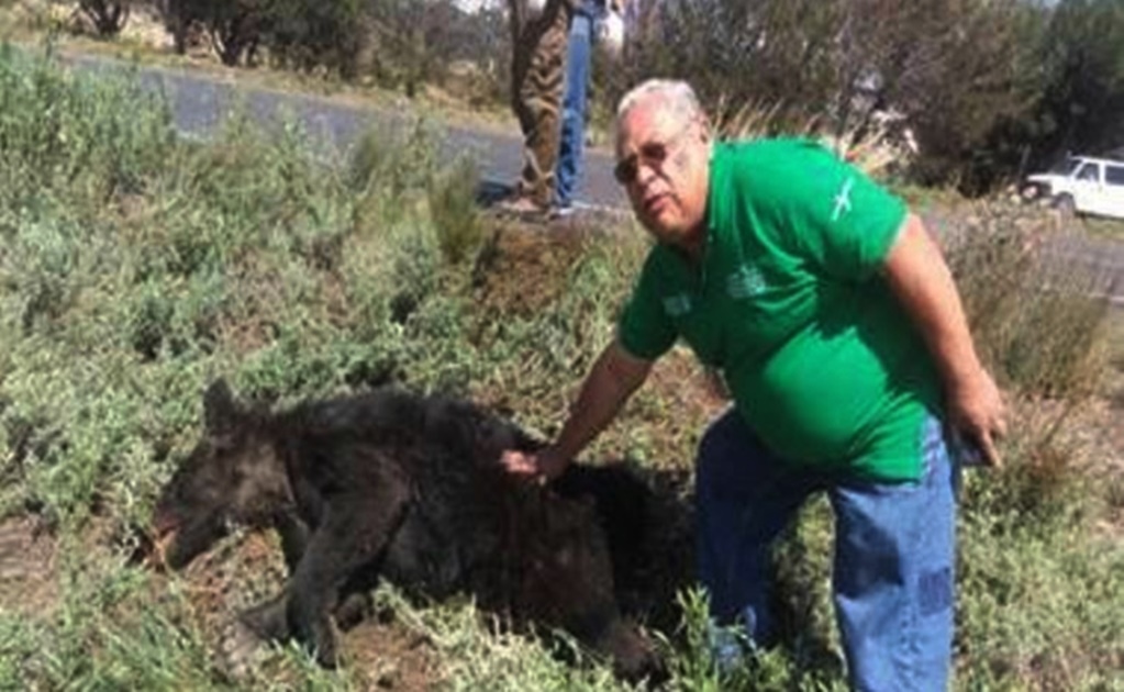 Muere atropellado un oso negro en Saltillo