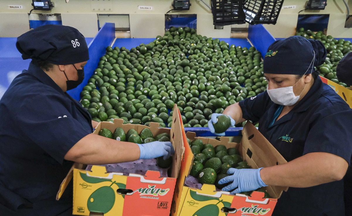 Tras una década en espera del permiso, sale primer embarque con 2020 toneladas de aguacate de Jalisco a EU