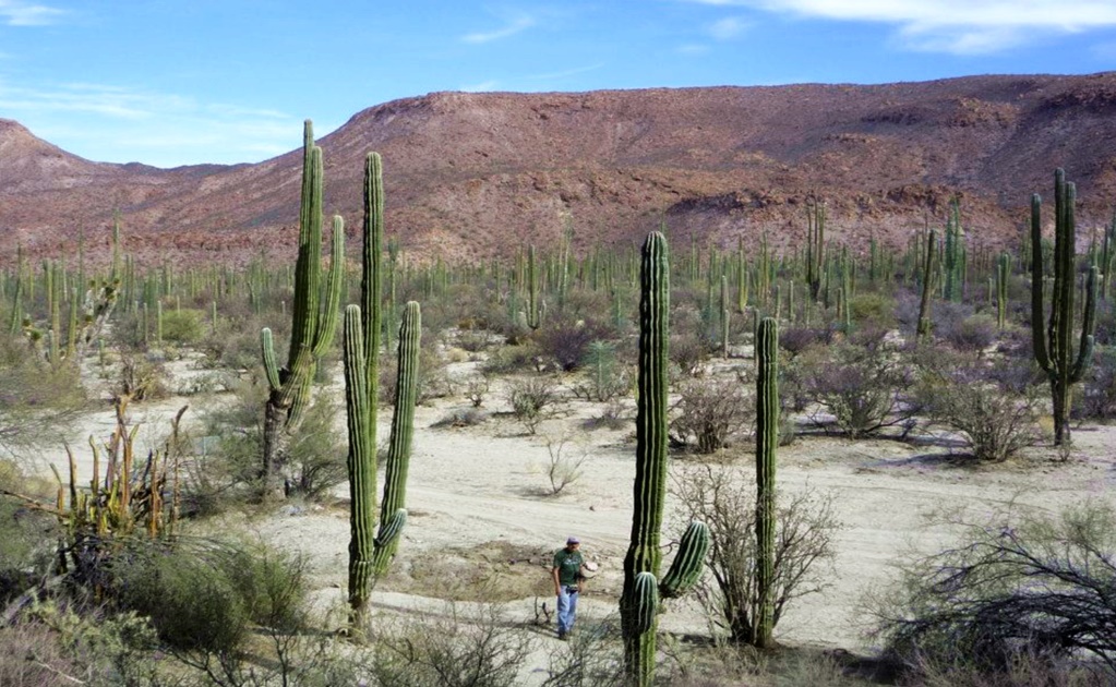 Visit Mexico’s most striking cacti sanctuary 