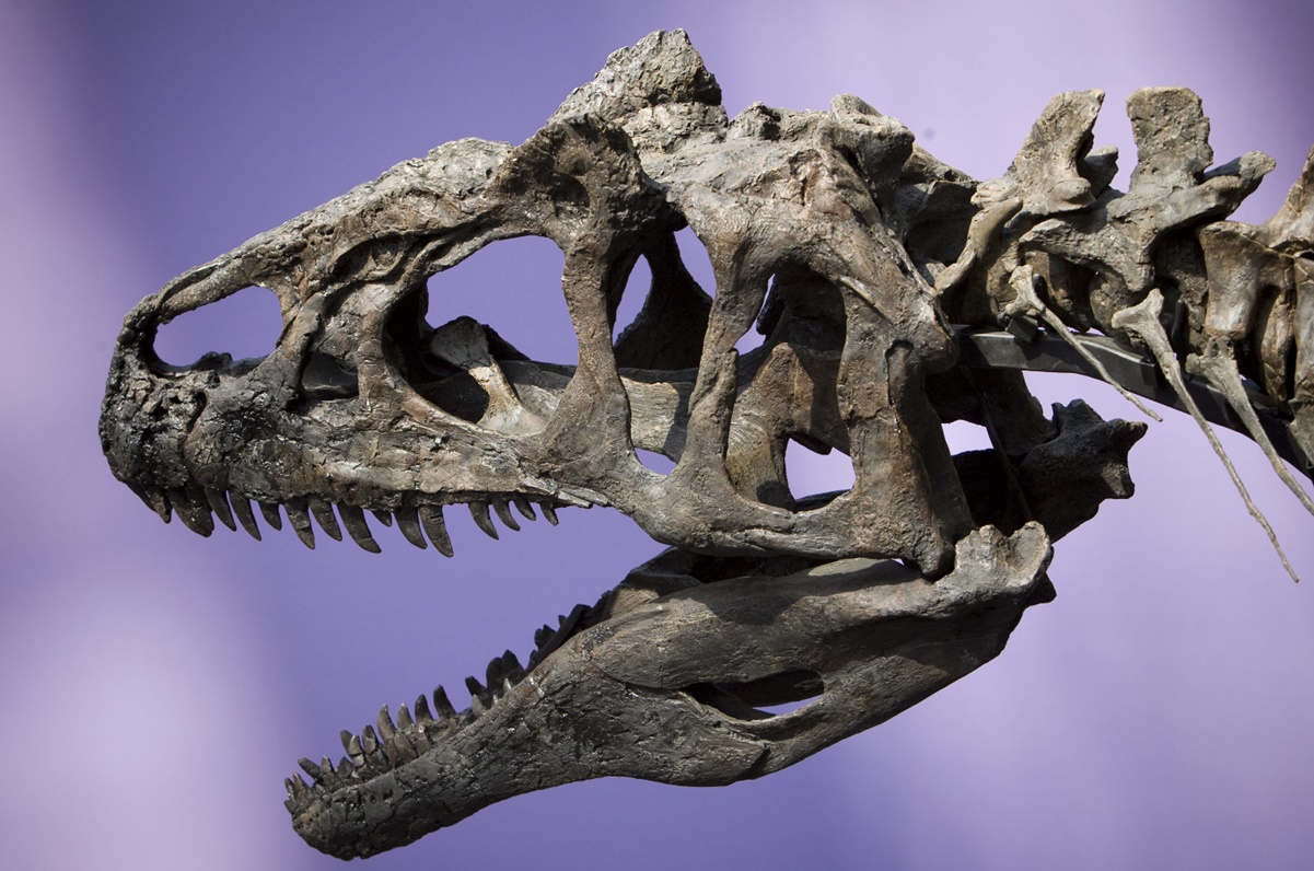 Subastas de esqueletos de dinosaurios podría dejar a la ciencia sin conocer especies nunca antes identificadas 