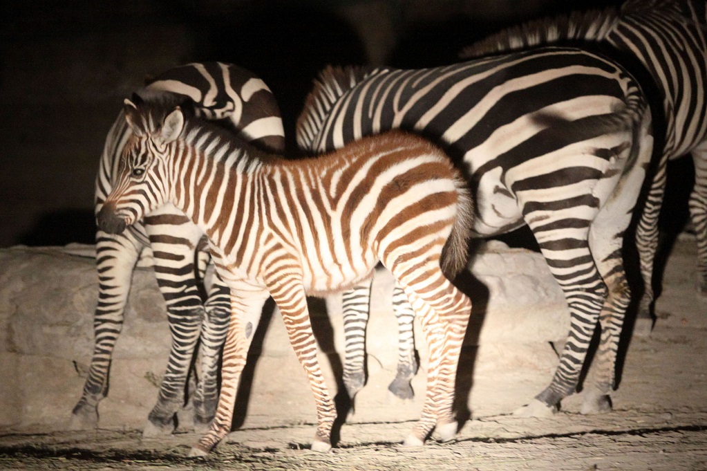 Tigres, cebras y venados, entre los animales hallados en el rancho Los 6 Hermanos 