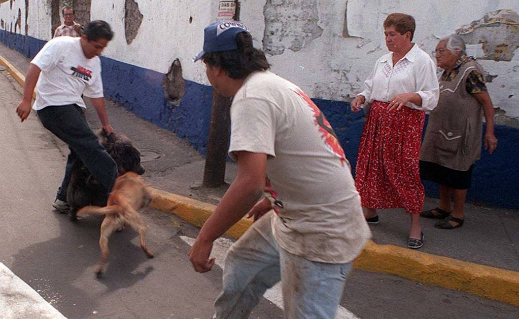 Urge PVEM sancionar peleas de perros