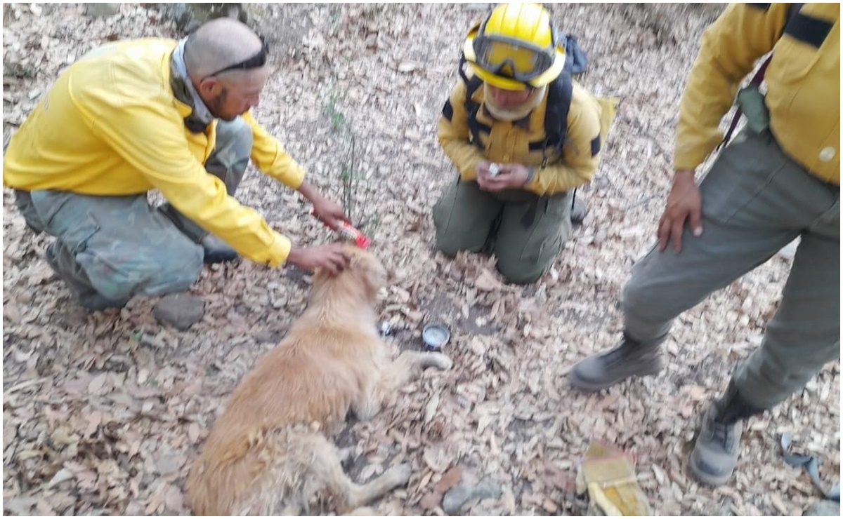 Rescatan a perrito en zona de incendio en Huehuetoca, Edomex