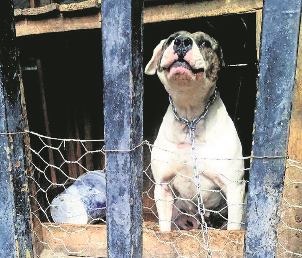 Perros matan a una mujer en Querétaro