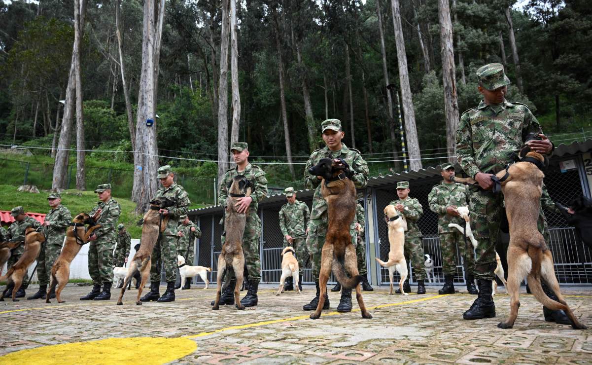 Perritas en celo y 70 uniformados buscan a Wilson, el can militar perdido en Colombia