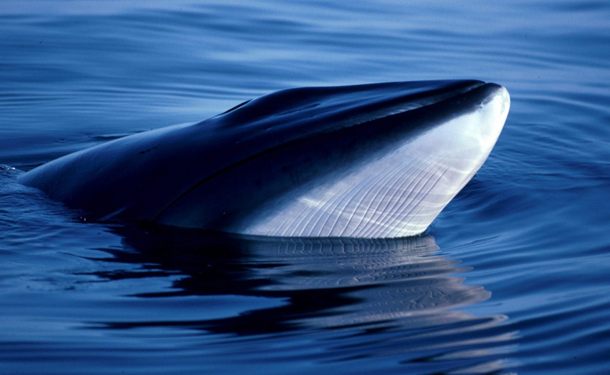 Denuncian que Japón cazó 50 ballenas en área protegida