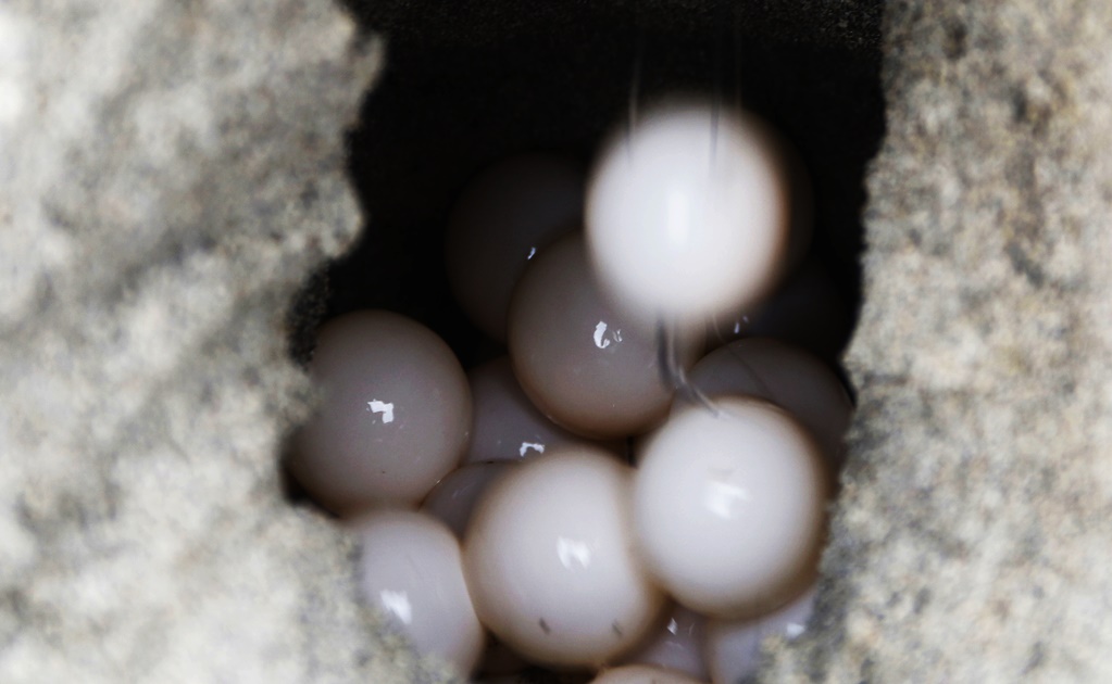Aseguran huevos de tortuga caguama en puente de Puerto Vallarta